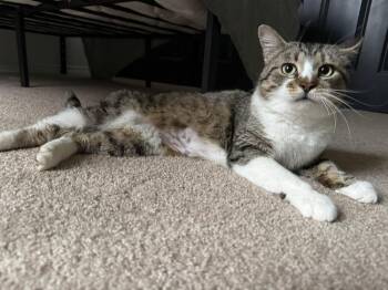 Domestic Short Hair Cats Available for Adoption in Broomfield, Colorado - OMARI | PetCurious