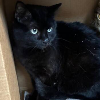 Buki -  Domestic Short Hair Cat for Adoption in Yuma, Arizona - Buki | PetCurious