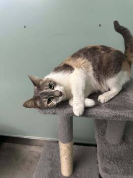 Rescue Dilute Calico and Domestic Short Hair Cats for Adoption in Cincinnati, Ohio - Quiche-a | PetCurious