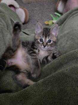 Andromida - Kitten -  Domestic Short Hair Cat for Adoption in Enfield, Connecticut - Andromida - Kitten | PetCurious