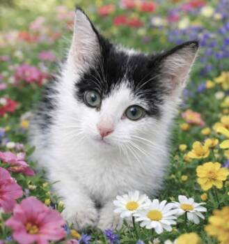 Wht/Blk -  Domestic Short Hair Cat Available for Adoption in Delray Beach, Florida - Wht/Blk | PetCurious