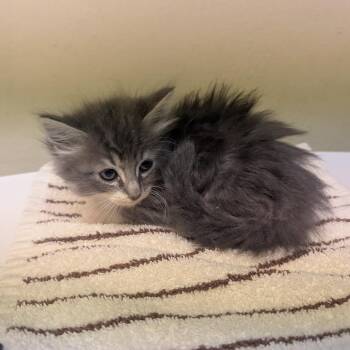 Domestic Long Hair Cats Available for Adoption in Pasadena, California - Della Duck | PetCurious