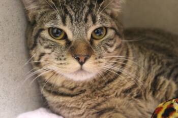 Domestic Short Hair Cats Available for Adoption in Yucca Valley, California - French Fry | PetCurious