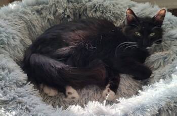 Rowyn -  Domestic Medium Hair Cat for Adoption in Phoenix, Arizona - Rowyn | PetCurious