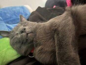 Domestic Short Hair Cats Available for Adoption in West Chester, Pennsylvania - Shade | PetCurious