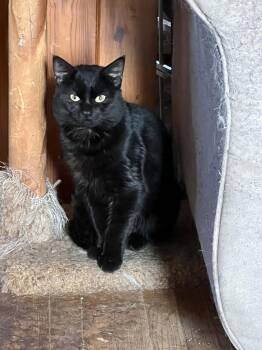 Sable -  Domestic Short Hair Cat for Adoption in Toronto, Ontario - Sable | PetCurious