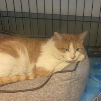 Domestic Short Hair Cats Available for Adoption - Beasty | PetCurious