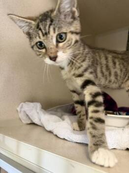 Polly -  Domestic Short Hair Cat for Adoption in Salem, New Hampshire - Polly | PetCurious