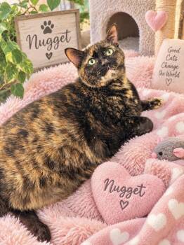 Nugget -  Tortoiseshell Cat for Adoption in Tavares, Florida - Nugget | PetCurious