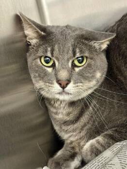 Kinoko -  Domestic Short Hair Cat for Adoption in Wichita, Kansas - Kinoko | PetCurious
