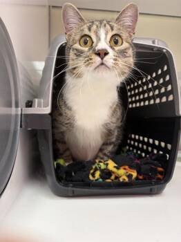 Domestic Short Hair Cats Available for Adoption in Saint Paul, Minnesota - Persephone | PetCurious