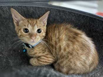 Rusty -  Domestic Short Hair Cat for Adoption in Sunrise, Florida - Rusty | PetCurious