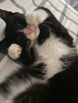 Tuxedo Cats Available for Adoption in Hartford, Connecticut - Midnight-LOVING/BONDED TO VALENTINE | PetCurious