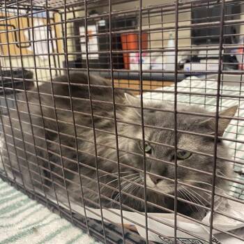 Rescue Domestic Short Hair Cats for Adoption in Modesto, California - A603797 | PetCurious