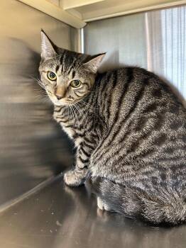 Domestic Short Hair Cats Available for Adoption in West Union, Ohio - Flash | PetCurious