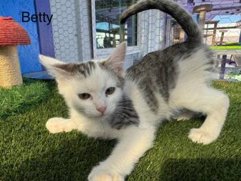 Betty -  Domestic Short Hair Cat for Adoption in St. George, Utah - Betty | PetCurious