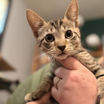 Wednesday Addams -  Domestic Short Hair Cat for Adoption in Delaware, Ohio - Wednesday Addams | PetCurious