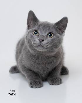 Rescue Domestic Short Hair Cats for Adoption in Boone, Iowa - Zach | PetCurious