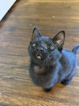Spicy Tuna Roll -  Domestic Short Hair Cat for Adoption in Dallas, Texas - Spicy Tuna Roll | PetCurious