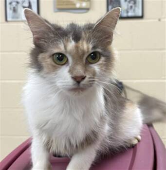 TIMTAM -  Domestic Short Hair Cat for Adoption in Aliquippa, Pennsylvania - TIMTAM | PetCurious