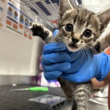 Milkshake Mania -  Domestic Short Hair Cat for Adoption in League City, Texas - Milkshake Mania | PetCurious