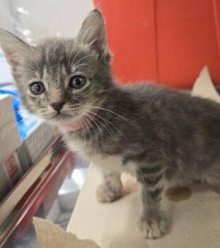 Lily -  Domestic Short Hair Cat for Adoption in Fresno, California - Lily | PetCurious