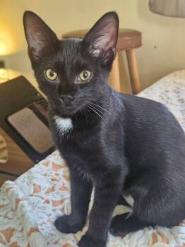 Jerry Seinfeld -  Domestic Short Hair Cat for Adoption in West Mifflin, Pennsylvania - Jerry Seinfeld | PetCurious