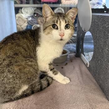 Domestic Short Hair Cats Available for Adoption in Buchanan Dam, Texas - Tatertot | PetCurious
