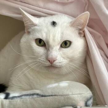 Domestic Short Hair Cats Available for Adoption in Dublin, California - Yarrow | PetCurious