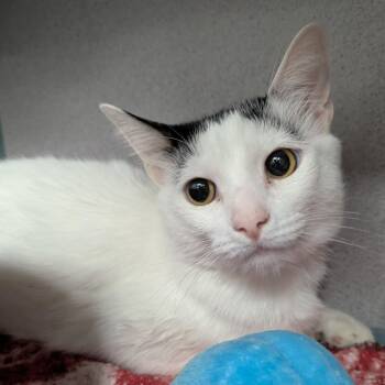 Snowball -  Domestic Short Hair Cat for Adoption in Evansville, Indiana - Snowball | PetCurious