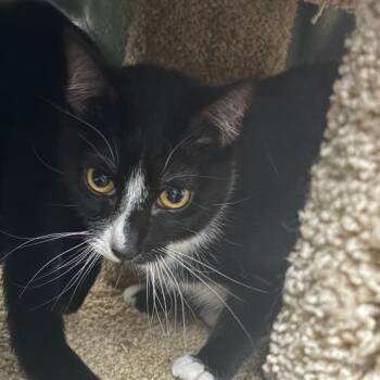 Boo -  Domestic Short Hair Cat for Adoption in Spokane, Washington - Boo | PetCurious