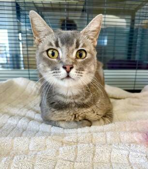 Rescue Domestic Short Hair Cats for Adoption in Thousand Oaks, California - Cara | PetCurious