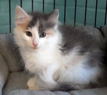 Butterfly -  Dilute Calico and Domestic Long Hair Cat for Adoption in Bloomingdale, New Jersey - Butterfly | PetCurious