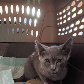 Pipsqueak -  Domestic Short Hair Cat for Adoption in Lynchburg, Virginia - Pipsqueak | PetCurious