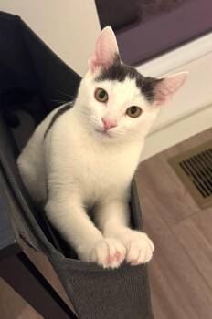 Rescue Domestic Short Hair Cats for Adoption in Bentonville, Arkansas - Loki | PetCurious