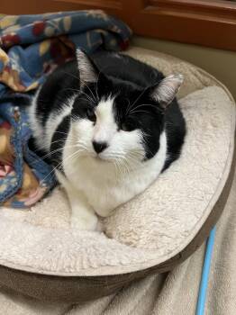 Domestic Short Hair Cats Available for Adoption in Blasdell, New York - Diamond | PetCurious