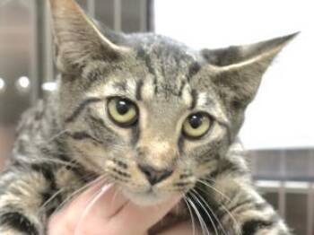 Rescue Domestic Short Hair Cats for Adoption in Wildomar, California - 800336 | PetCurious