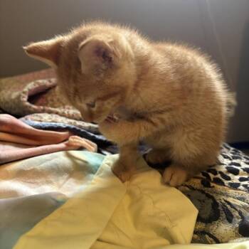 Domestic Short Hair Cats Available for Adoption in Madison, Wisconsin - Apricot | PetCurious