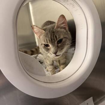 Domestic Short Hair Cats Available for Adoption in Winston-salem, North Carolina - Deadlift (26) | PetCurious