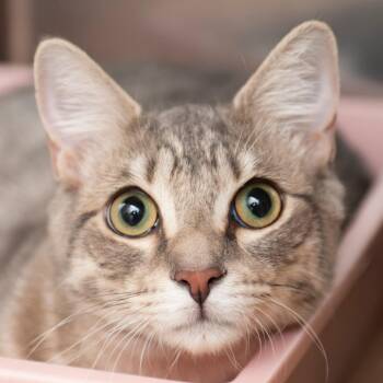 Domestic Short Hair Cats Available for Adoption - Potato | PetCurious