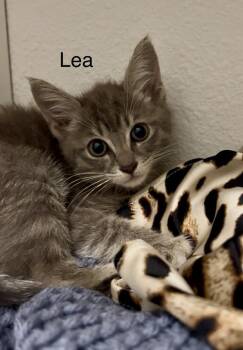 Tabby Cats Available for Adoption in Casselberry, Florida - Lea | PetCurious