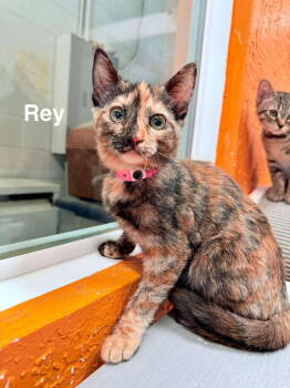 Rescue Domestic Short Hair Cats for Adoption in St. George, Utah - Rey | PetCurious