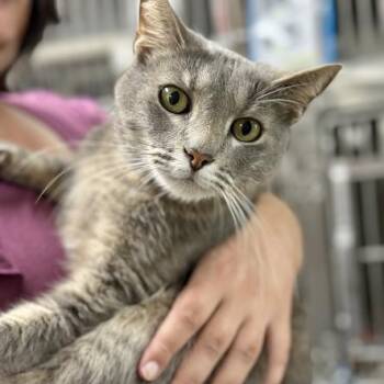 American Shorthair Cats Available for Adoption - Jayden | PetCurious