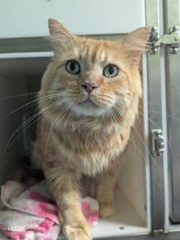 Tommy -  Domestic Medium Hair Cat for Adoption in Raleigh, North Carolina - Tommy | PetCurious