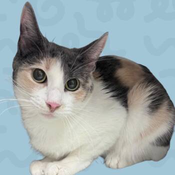 Peridot -  Domestic Short Hair Cat for Adoption in Reno, Nevada - Peridot | PetCurious