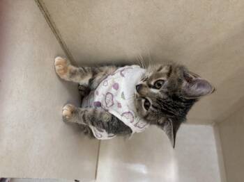 Bagel and Espresso -  Domestic Short Hair Cat for Adoption in Salem, New Hampshire - Bagel And Espresso | PetCurious