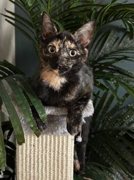Domestic Short Hair Cats Available for Adoption - Lt. Dani | PetCurious