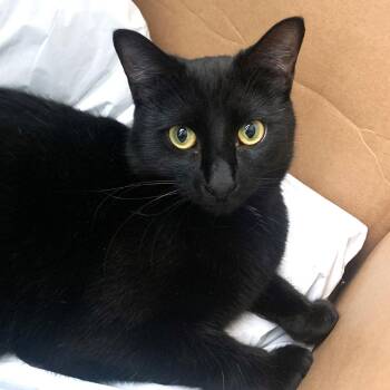 Domestic Short Hair Cats Available for Adoption - Rizzo | PetCurious