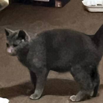 Vicky 2 -  Domestic Short Hair Cat for Adoption - Vicky 2 | PetCurious