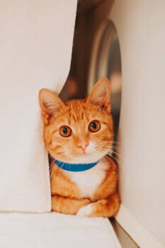 Rescue Domestic Short Hair Cats for Adoption in North Charleston, South Carolina - 88965a Callipygian- Pounce Cat Cafe | PetCurious